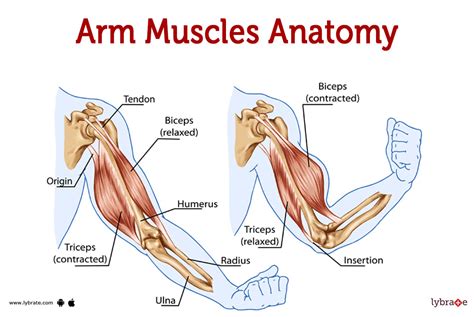 4.2.2 Musculus